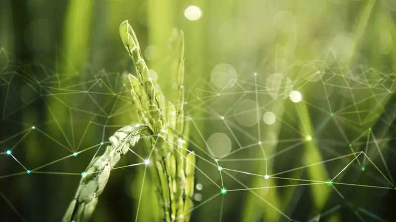 The Global Rice Industry: Trends and Future Outlook