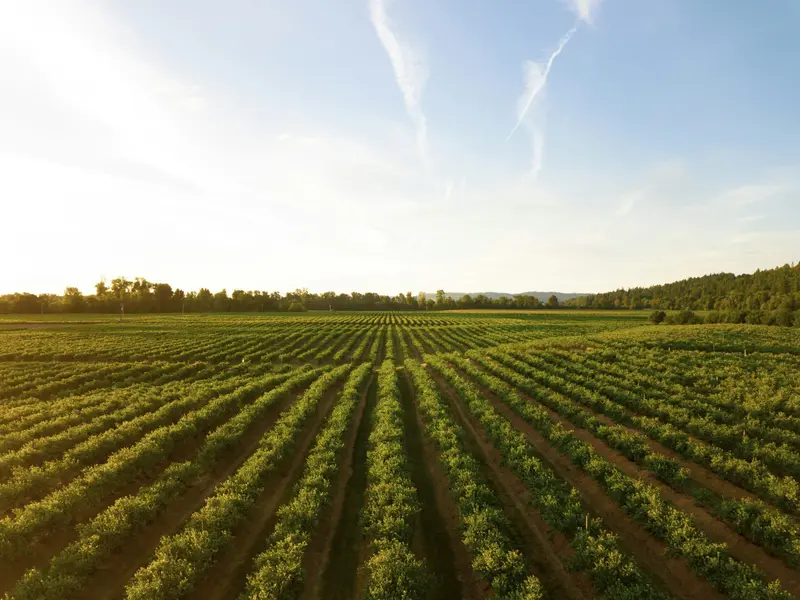 Beyond Rice: United Traders’ Commitment to Agricultural Excellence