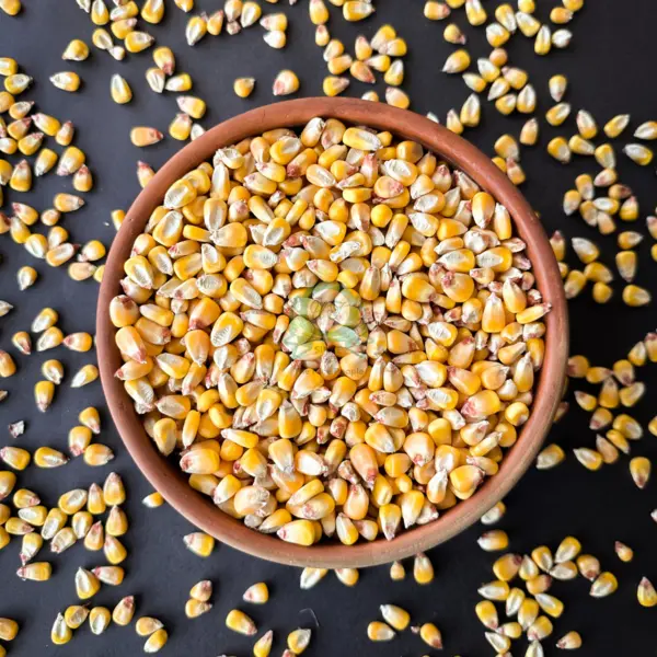 Maize